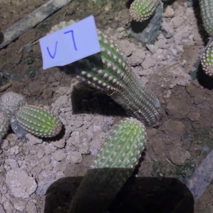 迷*V7自根金牛爱博28