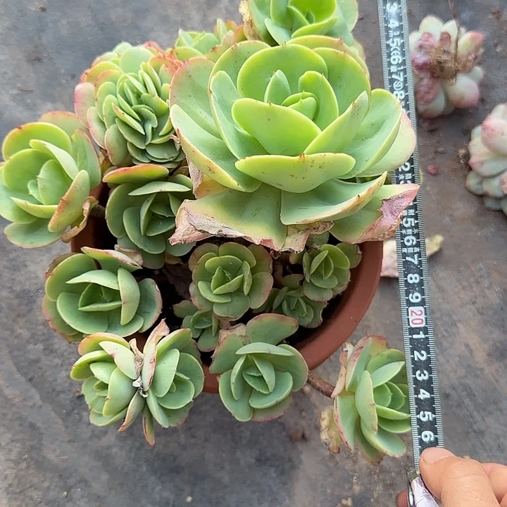 碧桃带点缀751 多肉植物一物一拍