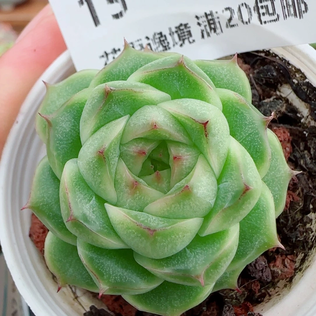 花语逸镜0928-15麦秆包子