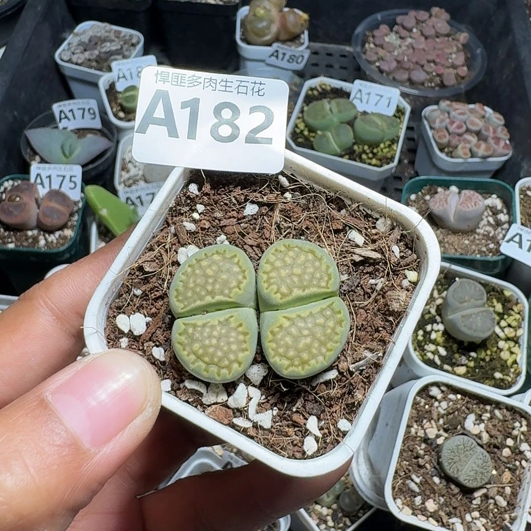 183多肉植物多肉植物