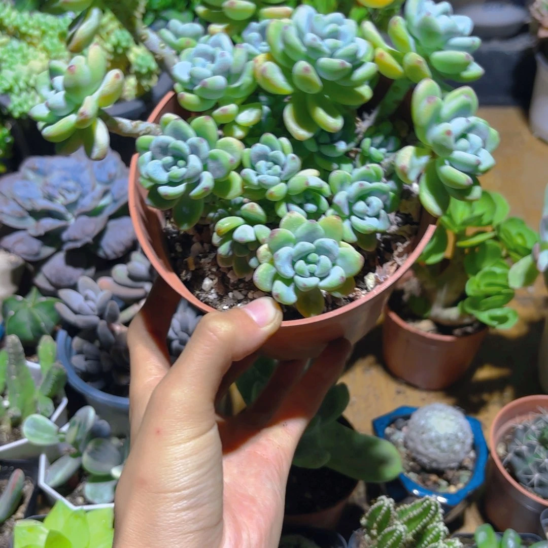 ****劳尔新疆包邮！！新疆包邮