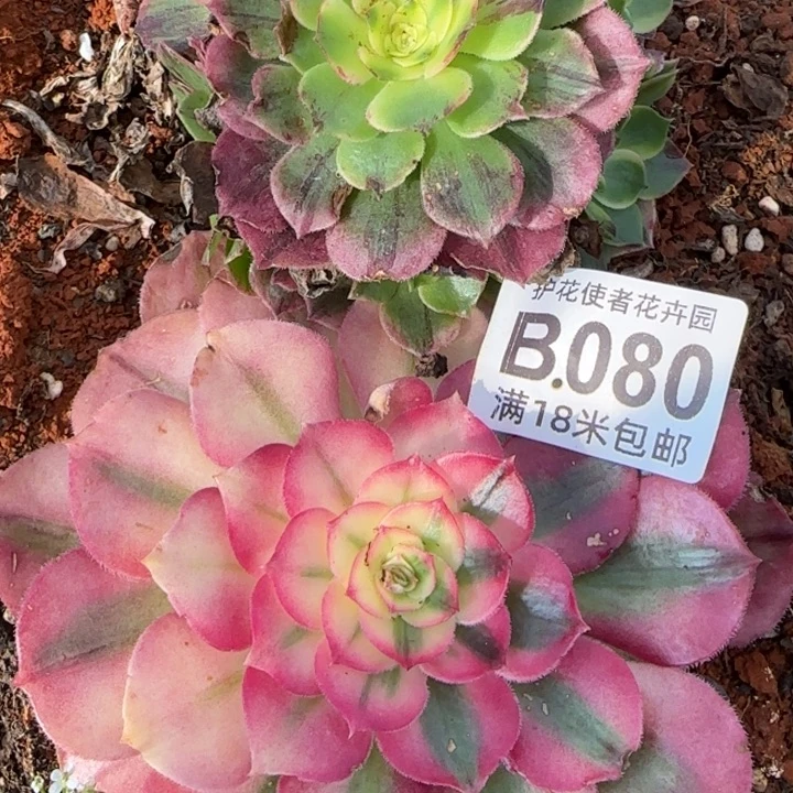 多肉法师淘宝福利