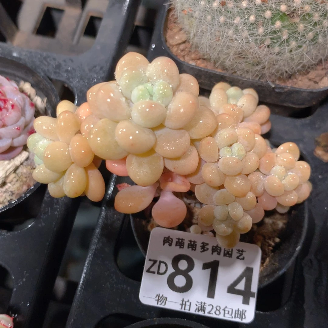 5CM拇指盆精控多肉ZD814