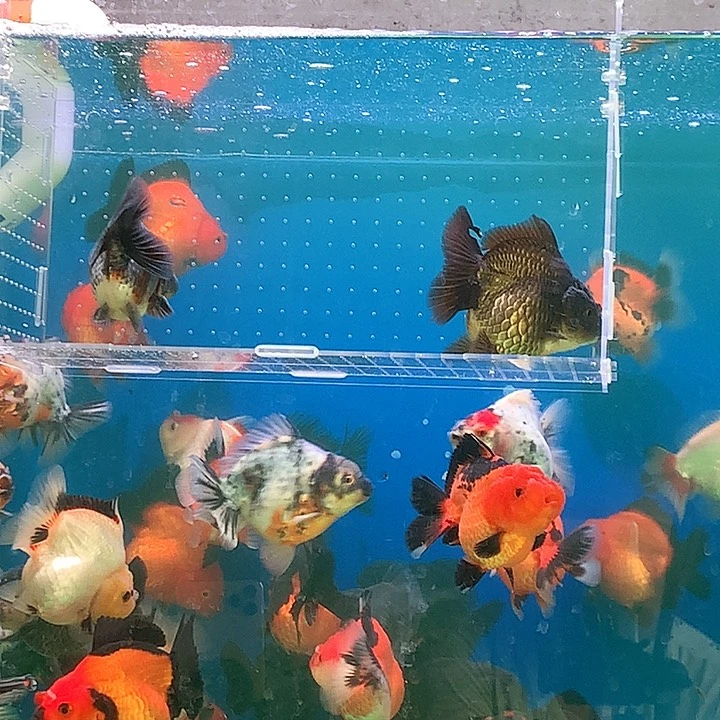 金鱼开箱视频包损