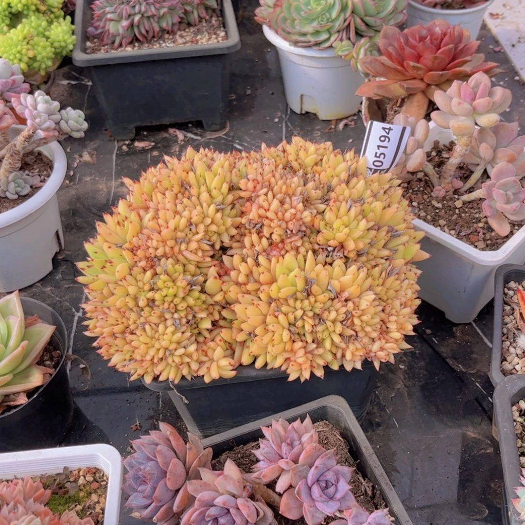 猫***人清纯乌木缀多肉05194