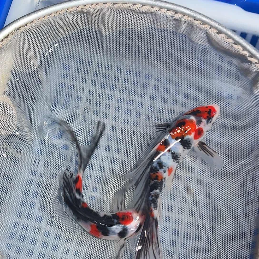 锦鲤锦鲤观赏鱼1111
