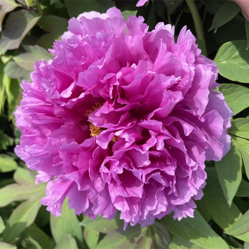 【层中笑】6加仑大盆— 6年苗以上（浅紫红）国内品种盆栽牡丹