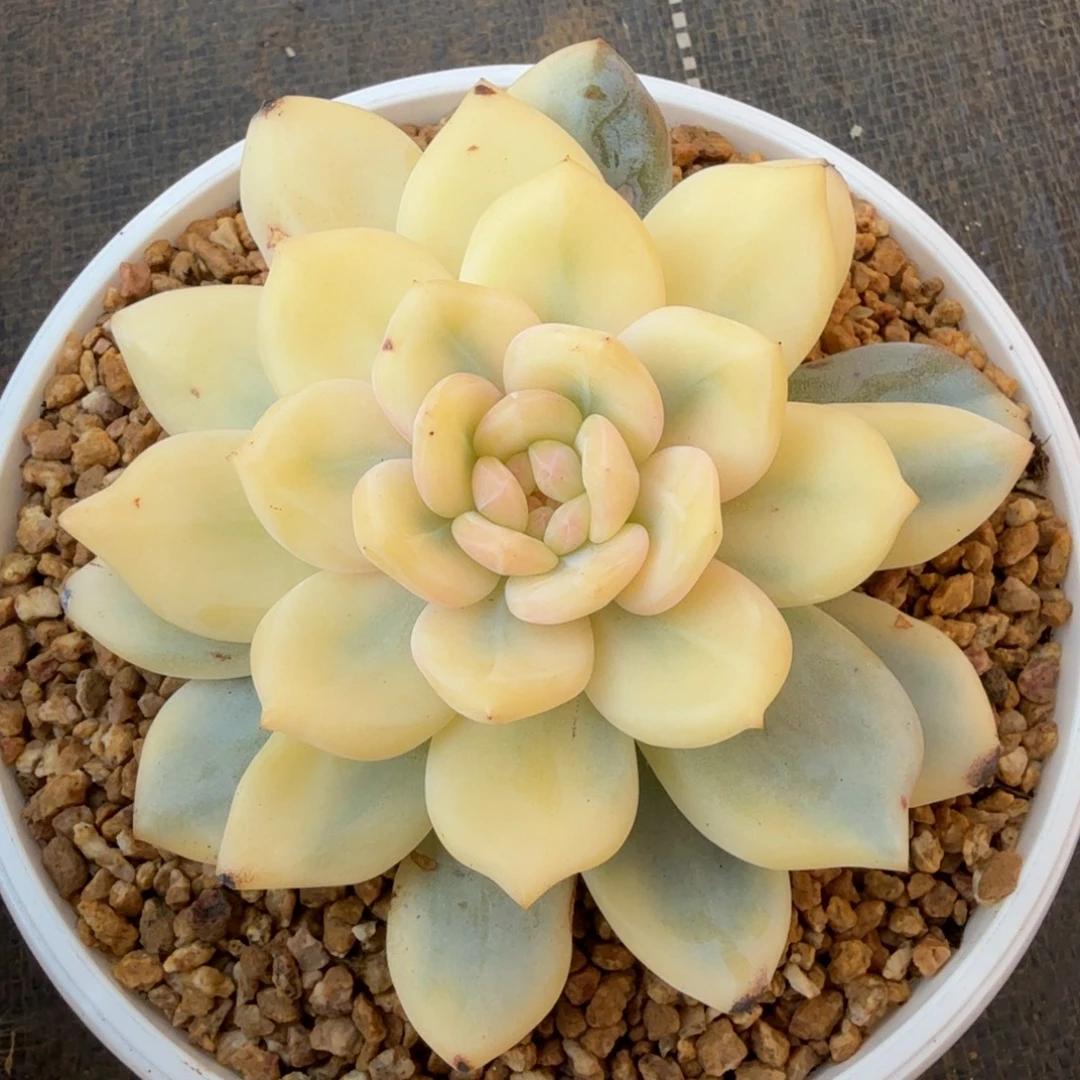 星影宽锦锦上园艺一物一拍