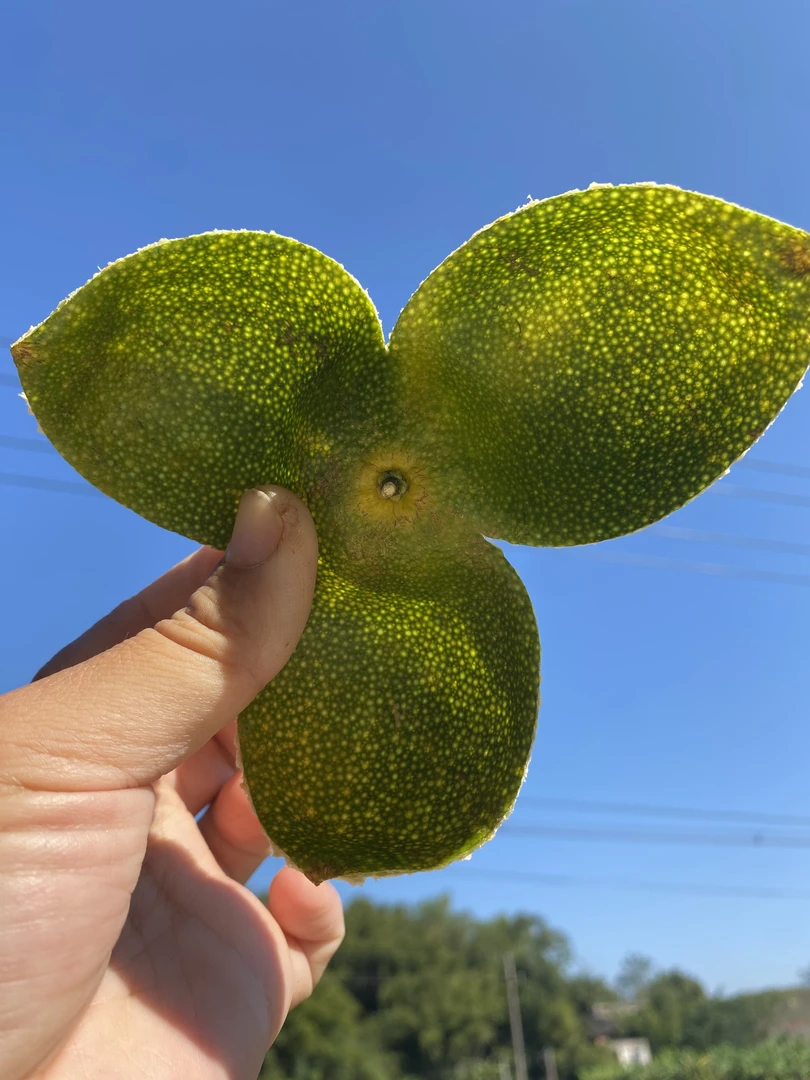 自家果农自产自销茶枝柑陈皮20年老树青皮