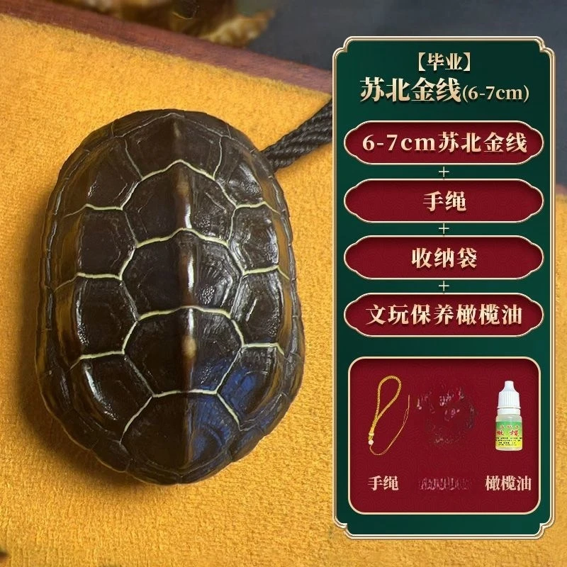 【主播精选】毕业苏北金线49.9手把件中华草龟真乌龟壳骨质文玩龟甲