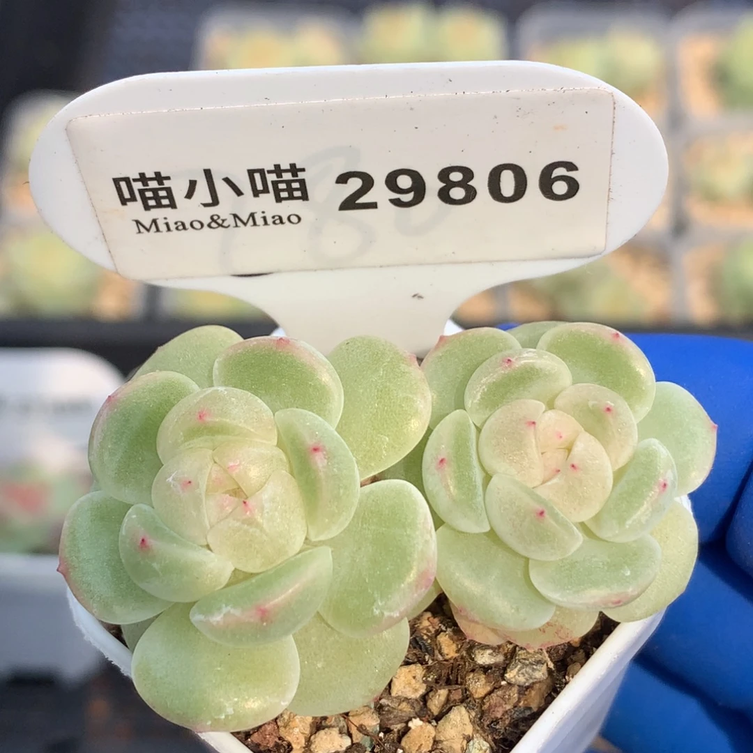 多肉植物杂交珍妮