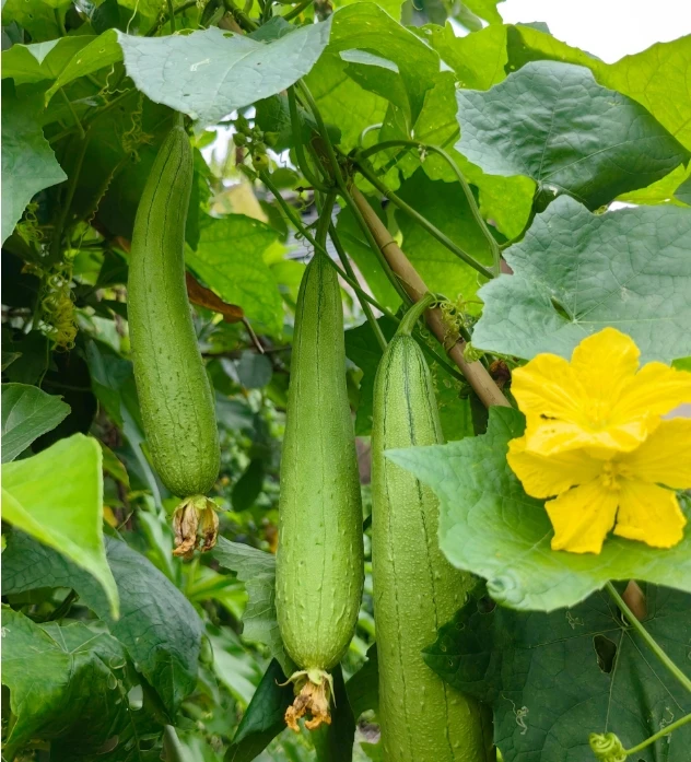 湖南常德澧县本地新鲜丝瓜现摘现发