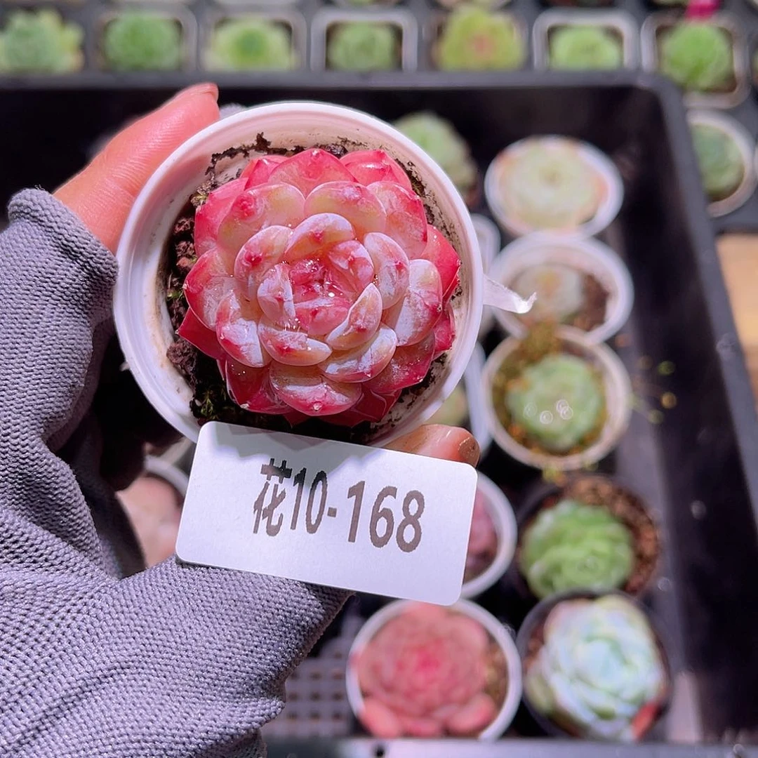 花10-168雪颜玉单头