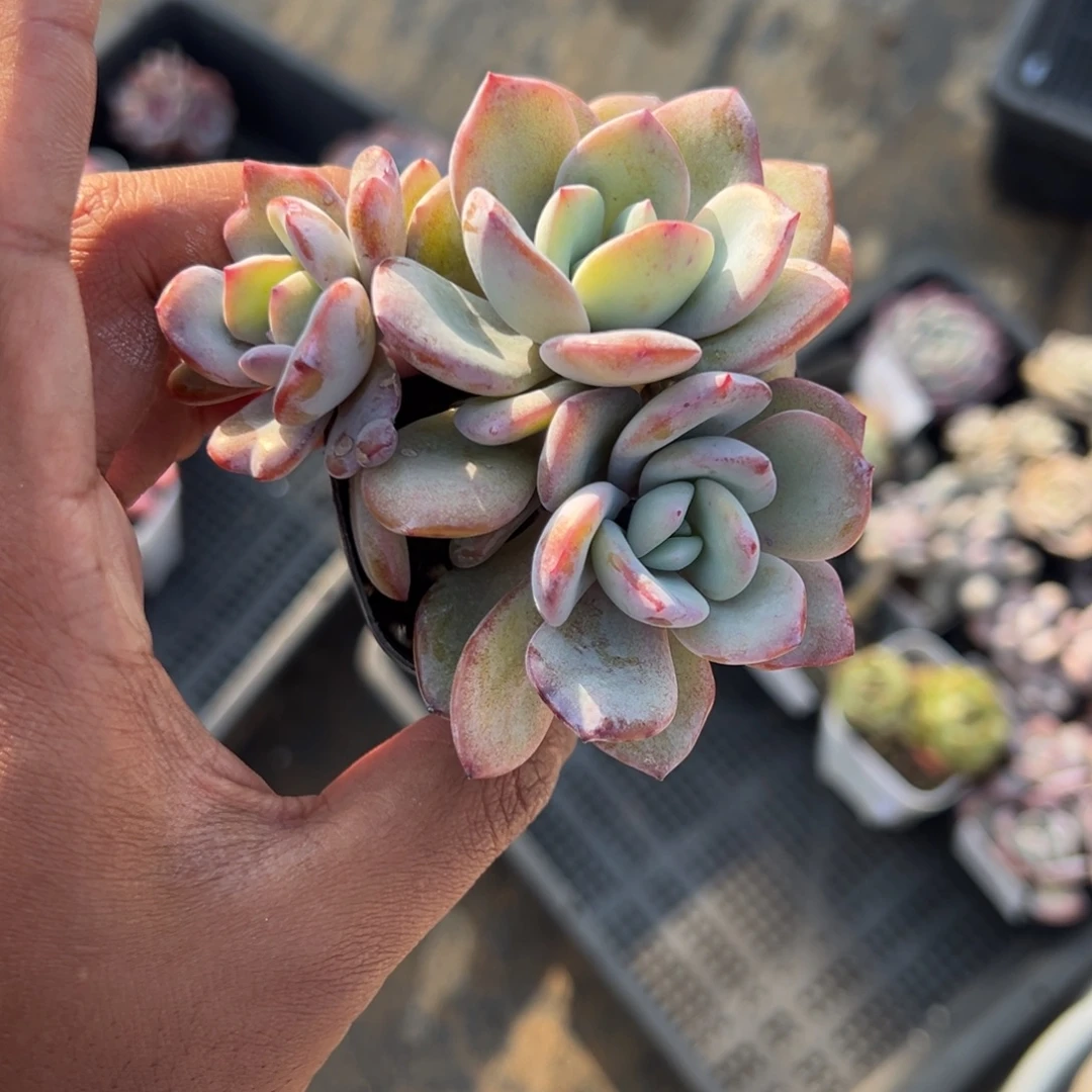 194号三头韩版奶茶一物一拍满18包邮满26送一颗多肉