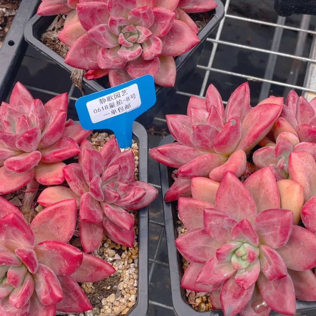 0618-8-赫菲斯托全状态一颗