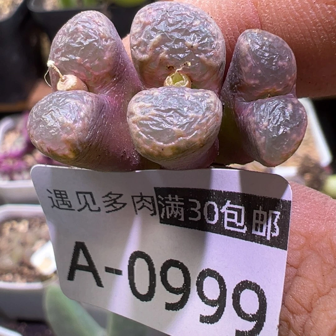 多肉植物111111111111