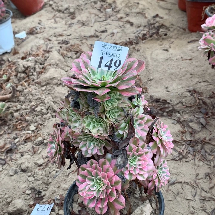 149铜壶白手捧东