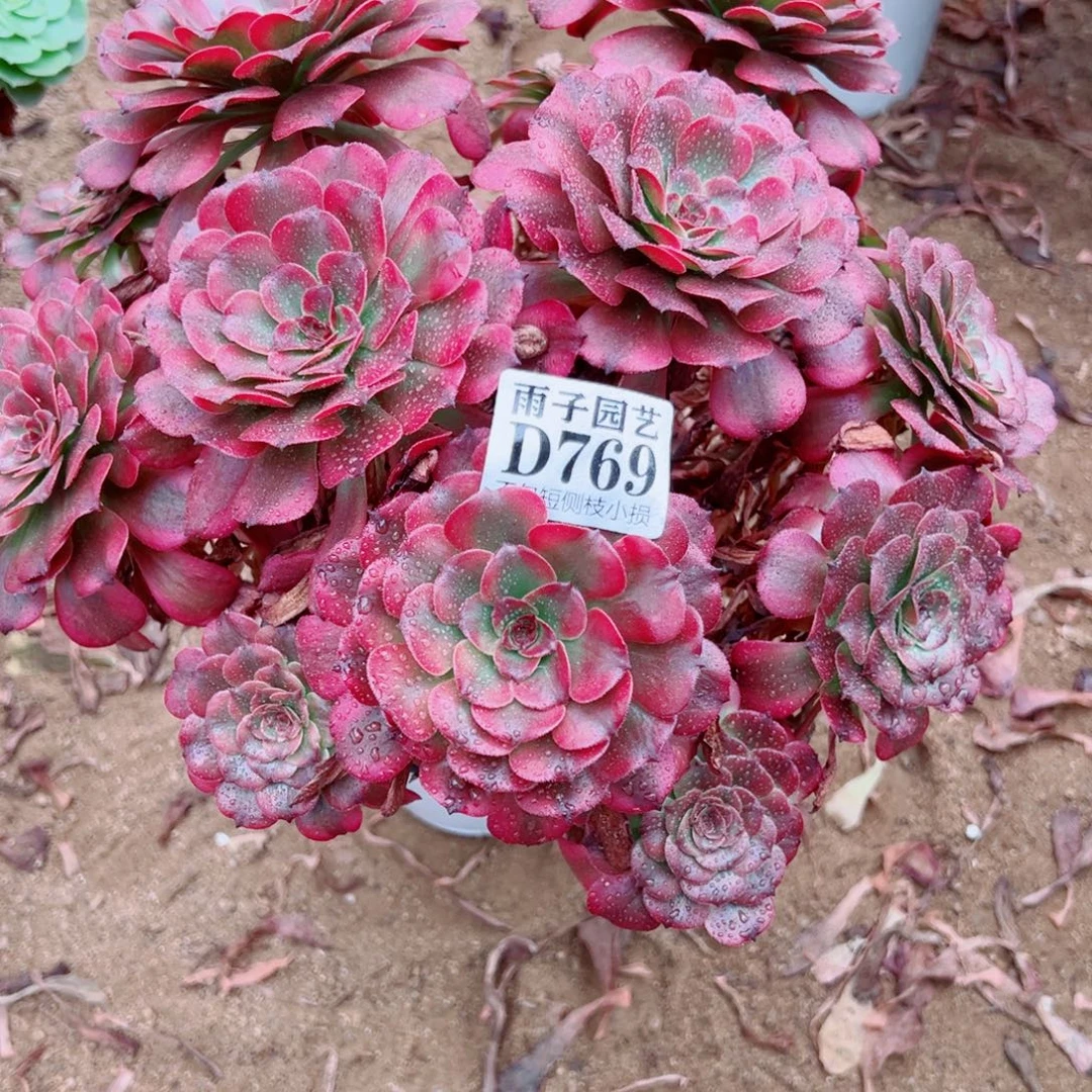 769美姬尺寸30左右