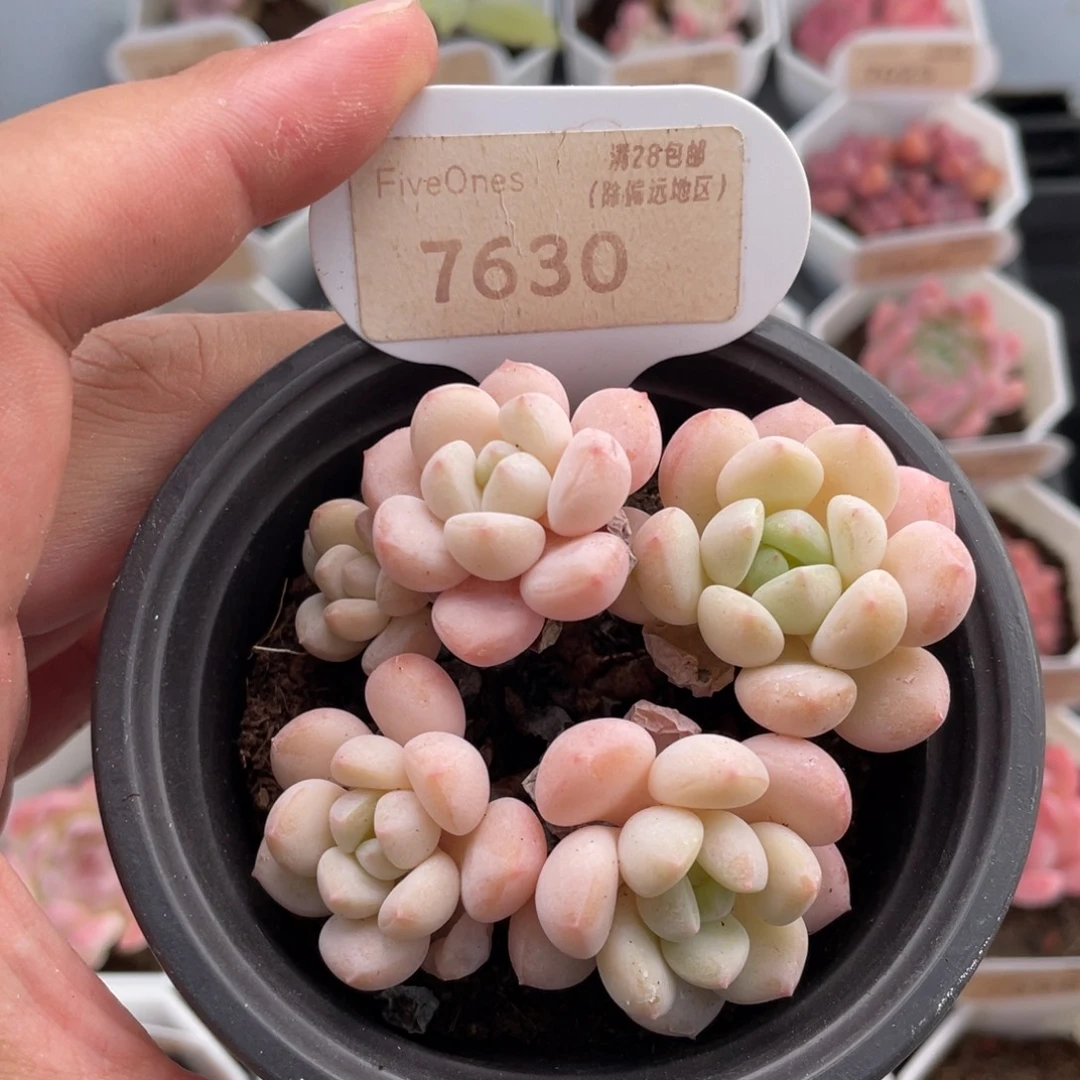 玉如意7630-7.5厘米