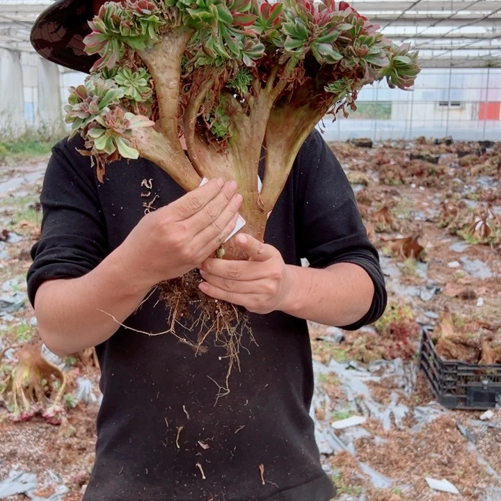 红袖醉话13号多肉法师