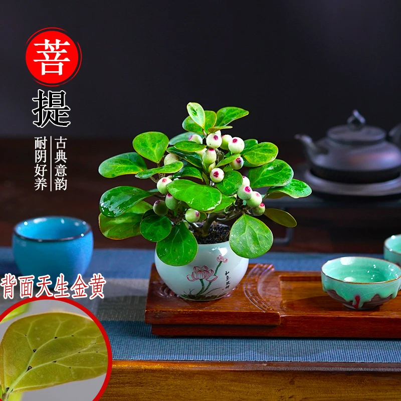 小盼菩提树带果盆景植物四季常青室内盆栽禅意摆件办公室客厅桌面