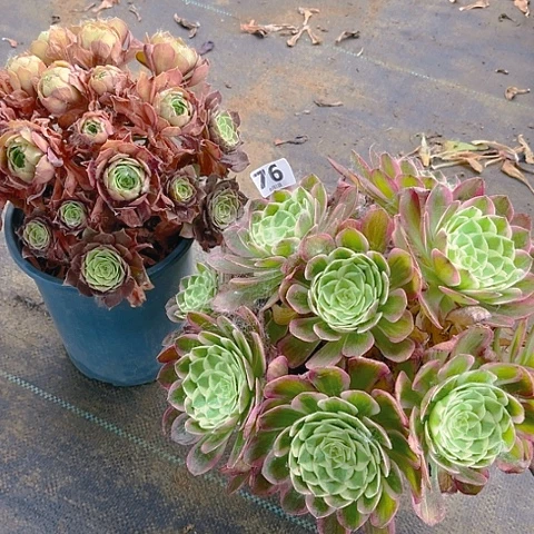 无花朵组合式的教学模式76