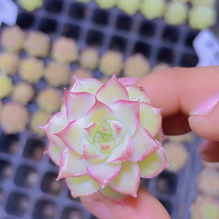 潘多拉【满10颗包邮】