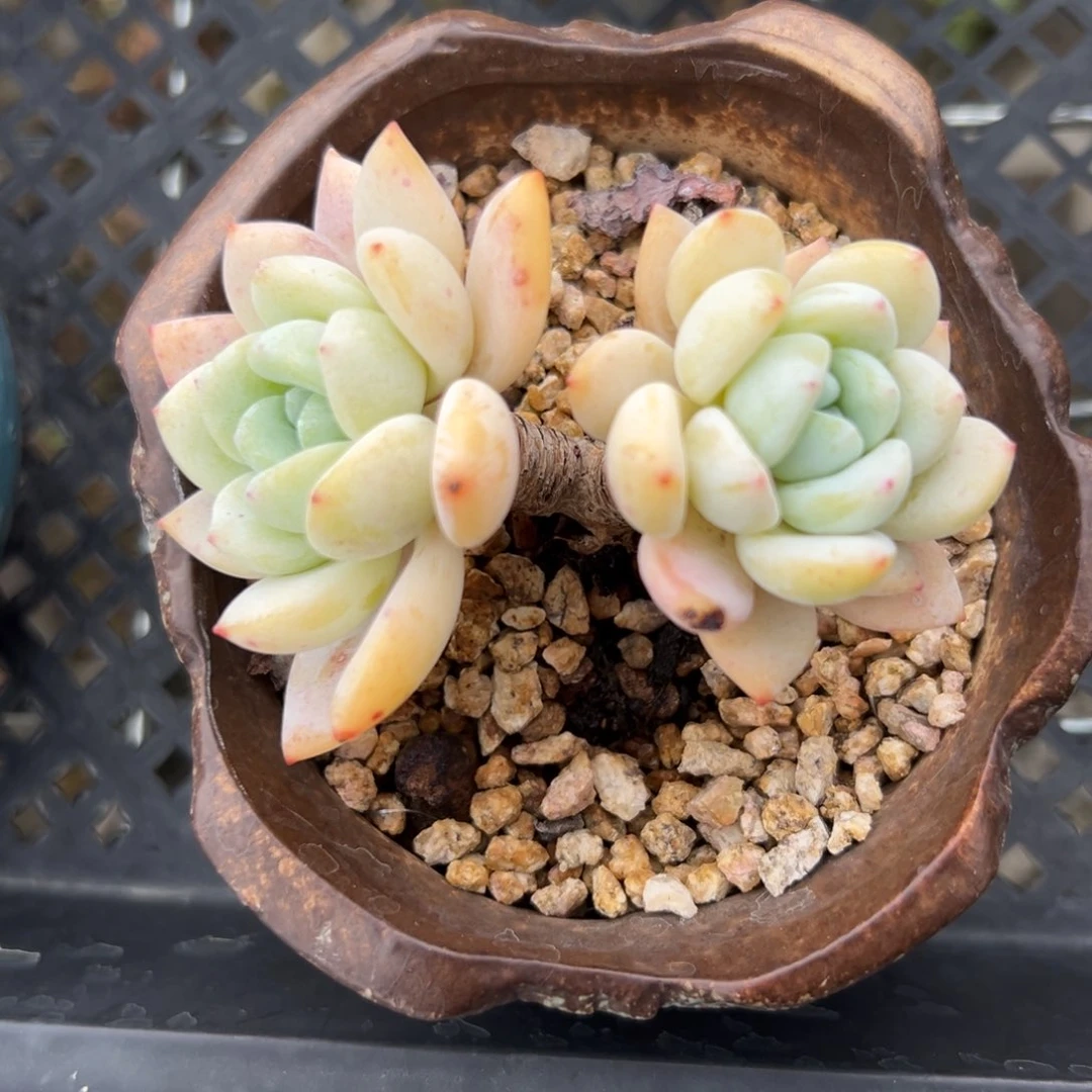 冷香精控多肉一物一拍