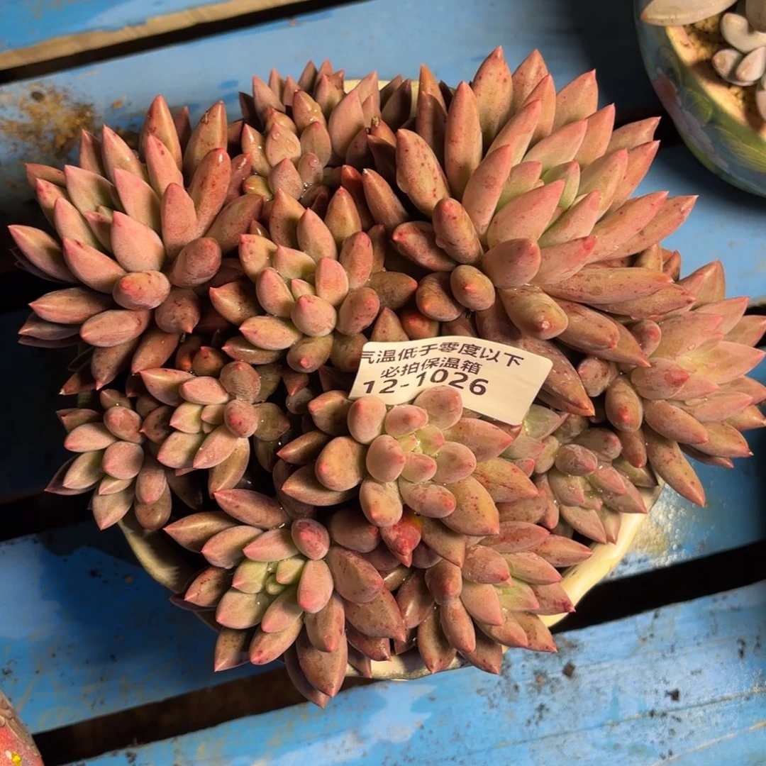 1026红蜻蜓美人多肉植物