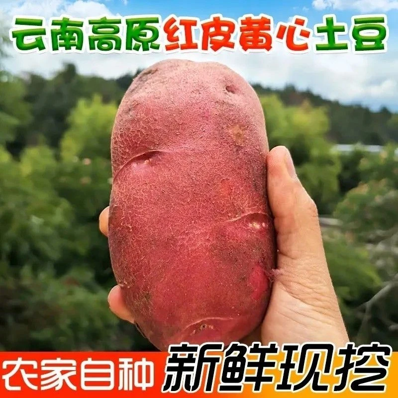 正宗云南高原新鲜现挖红皮黄心土豆高山种植粉面香糯沙面蔬菜土豆