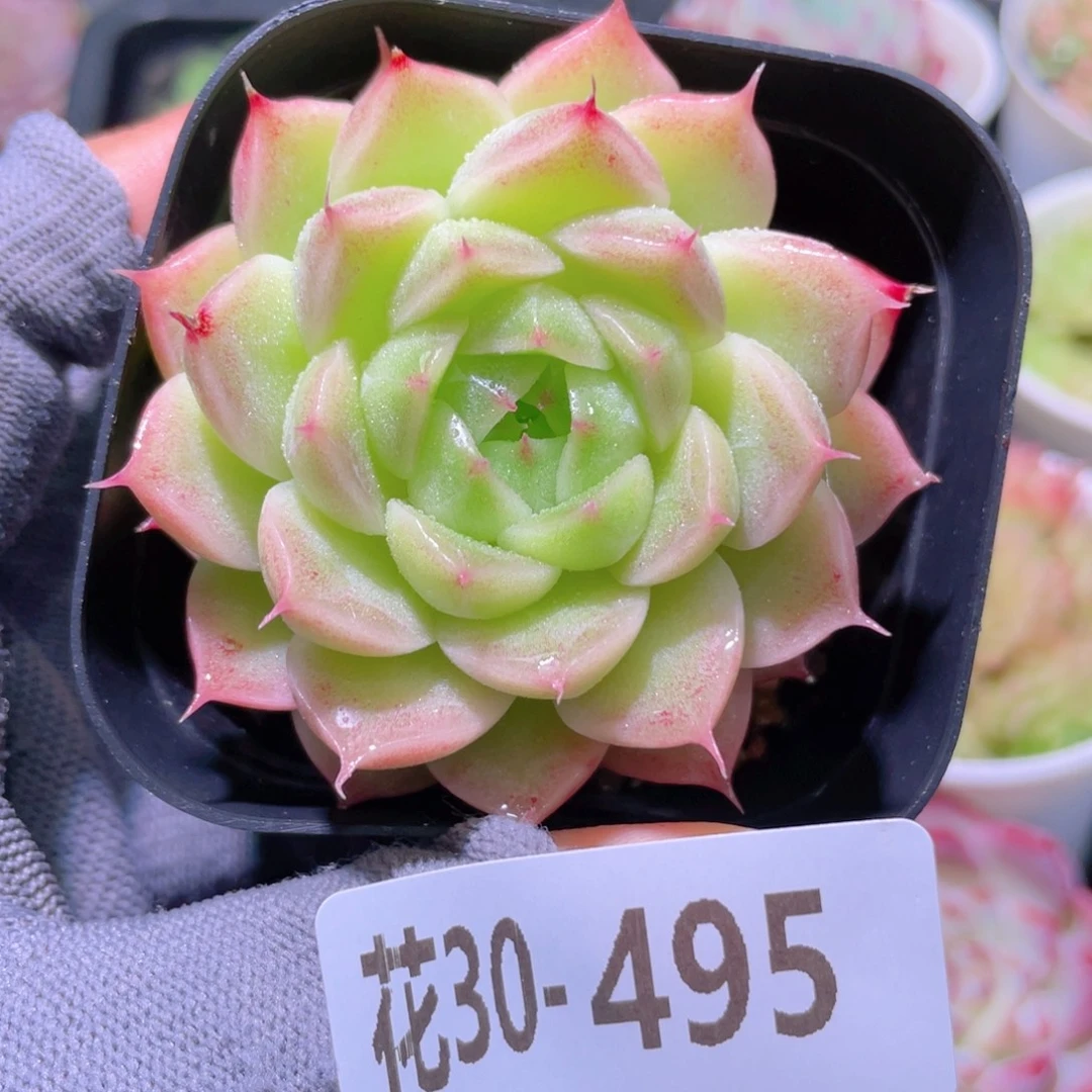 花利美30-495麦秆