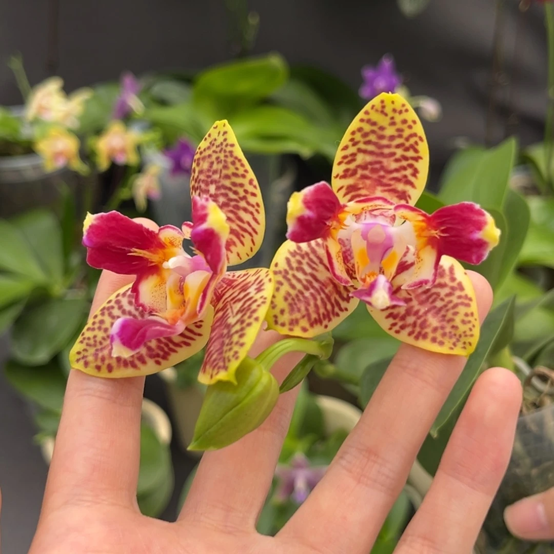 完全开放2.8寸快乐童话开花株