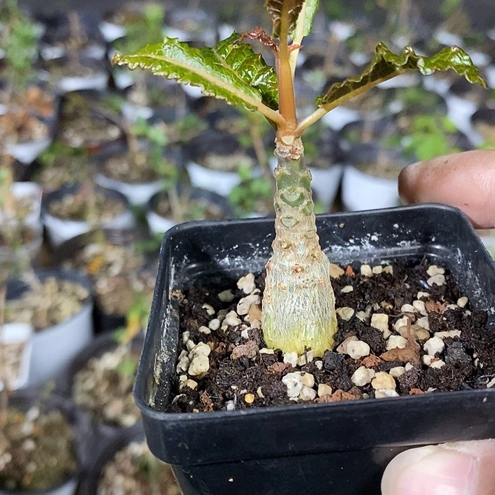 娜娜带盆土发货植物