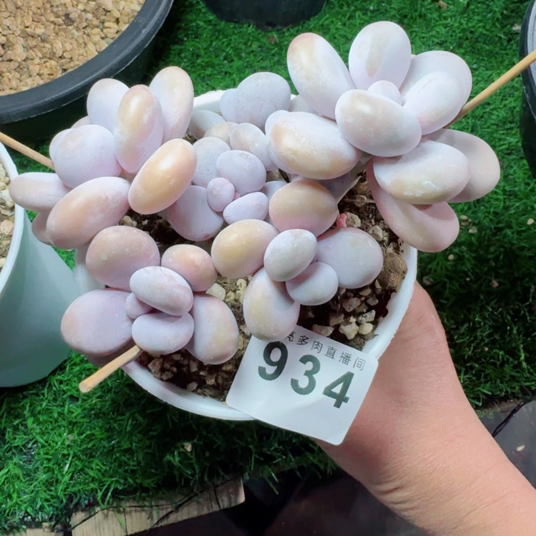 巴***ɞ达摩奶      愿你一路坦途，乘风破浪展宏图