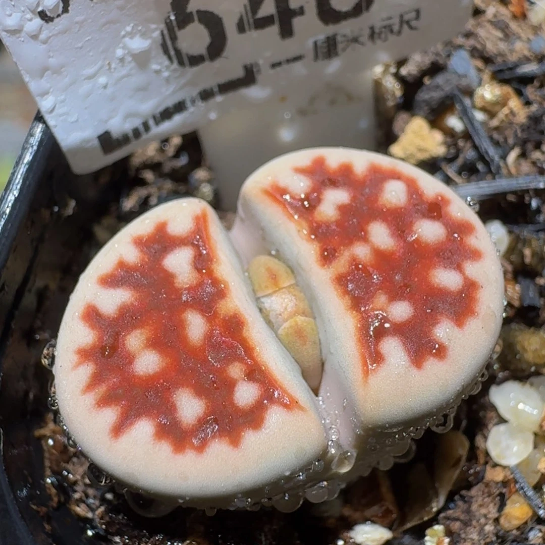 Ssss精品生石花648