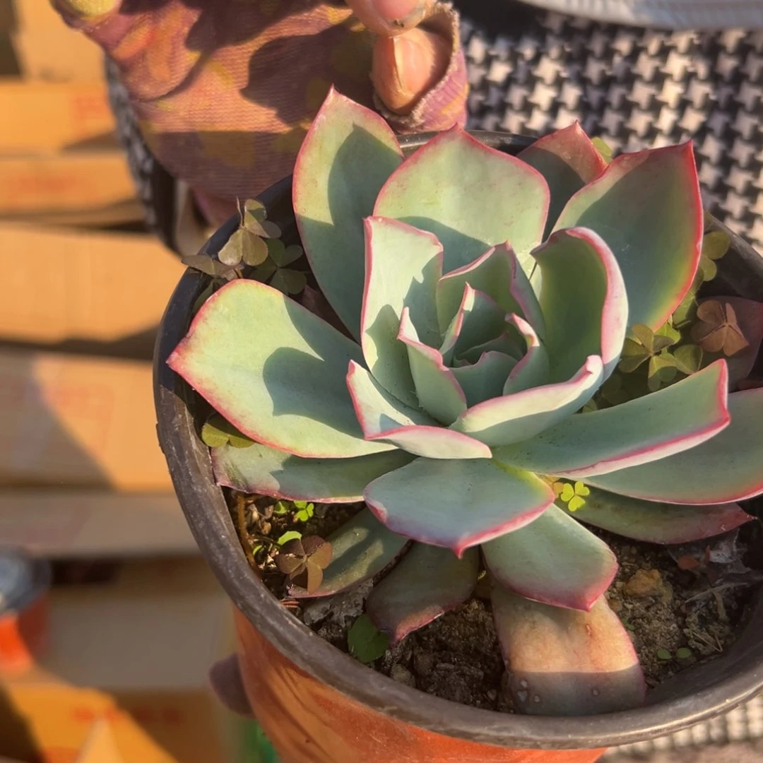 多肉植物肯尼迪单头