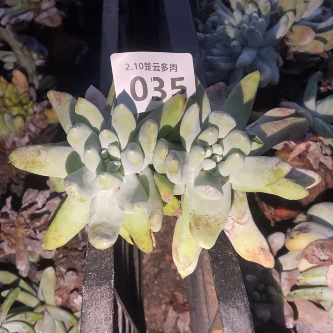 035多肉植物啦啦啦