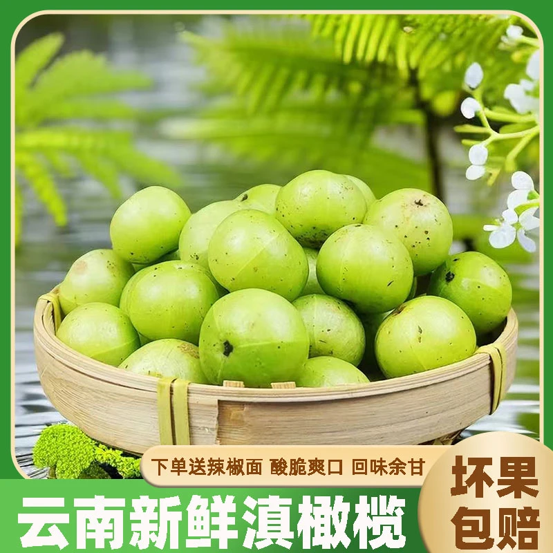 云南新鲜采摘青油甘果余甘果牛甘果滇橄榄果油柑酸水果余甘子包邮