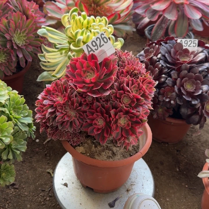 红陶多**界粉女巫926多肉