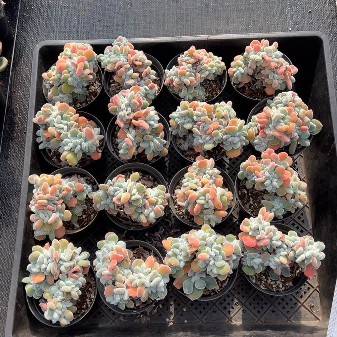 雪晃星缀，图中任意一颗，尺寸9+