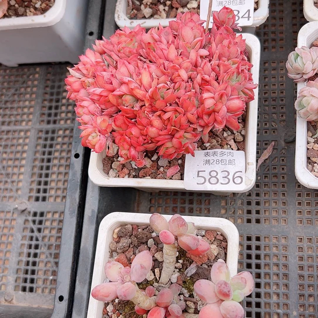 迩**王多肉一物一拍5836
