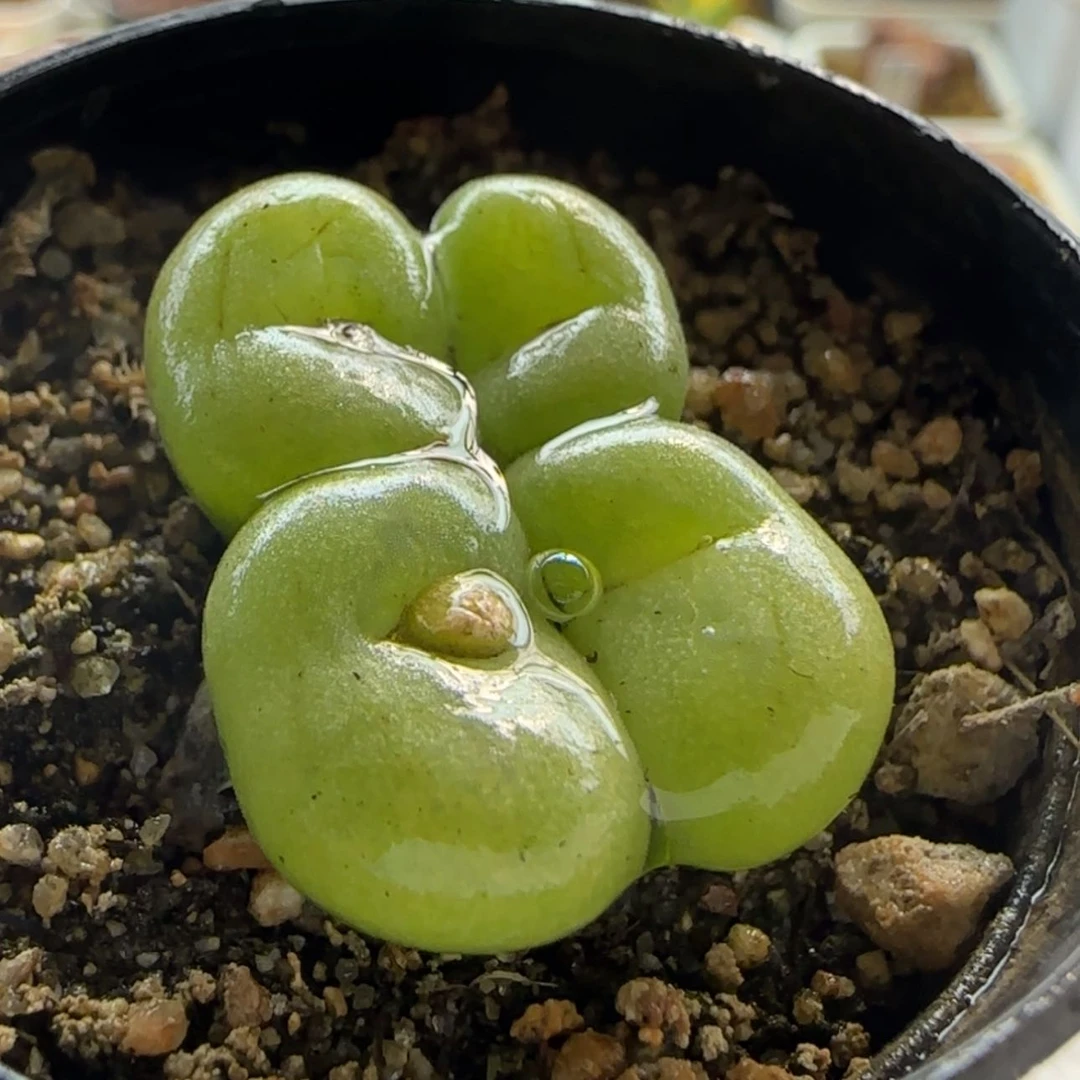 【闪购商品】1196空卡佛当天28包邮非偏远