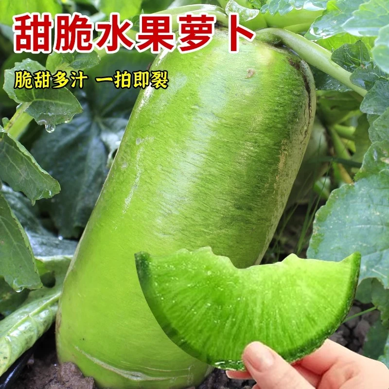 生吃水果萝卜种子脆甜赛鸭梨潍县萝卜种籽高产沙窝青罗卜夏秋四季