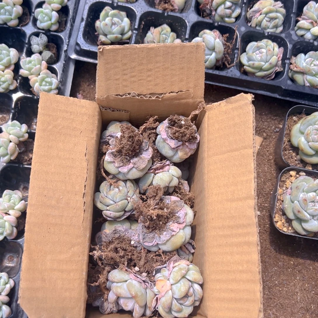 25颗一组星影石榴籽!