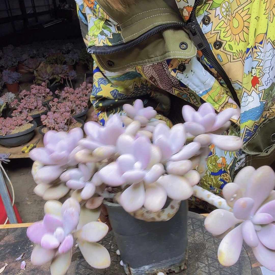 桃蛋一物一拍一物一拍