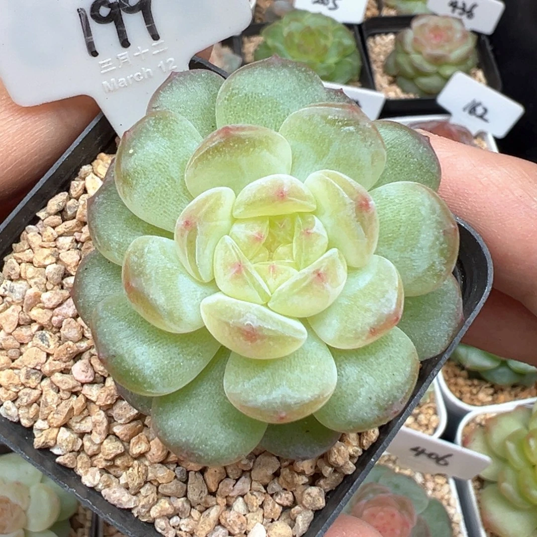 199号清浅晗雨多肉植物