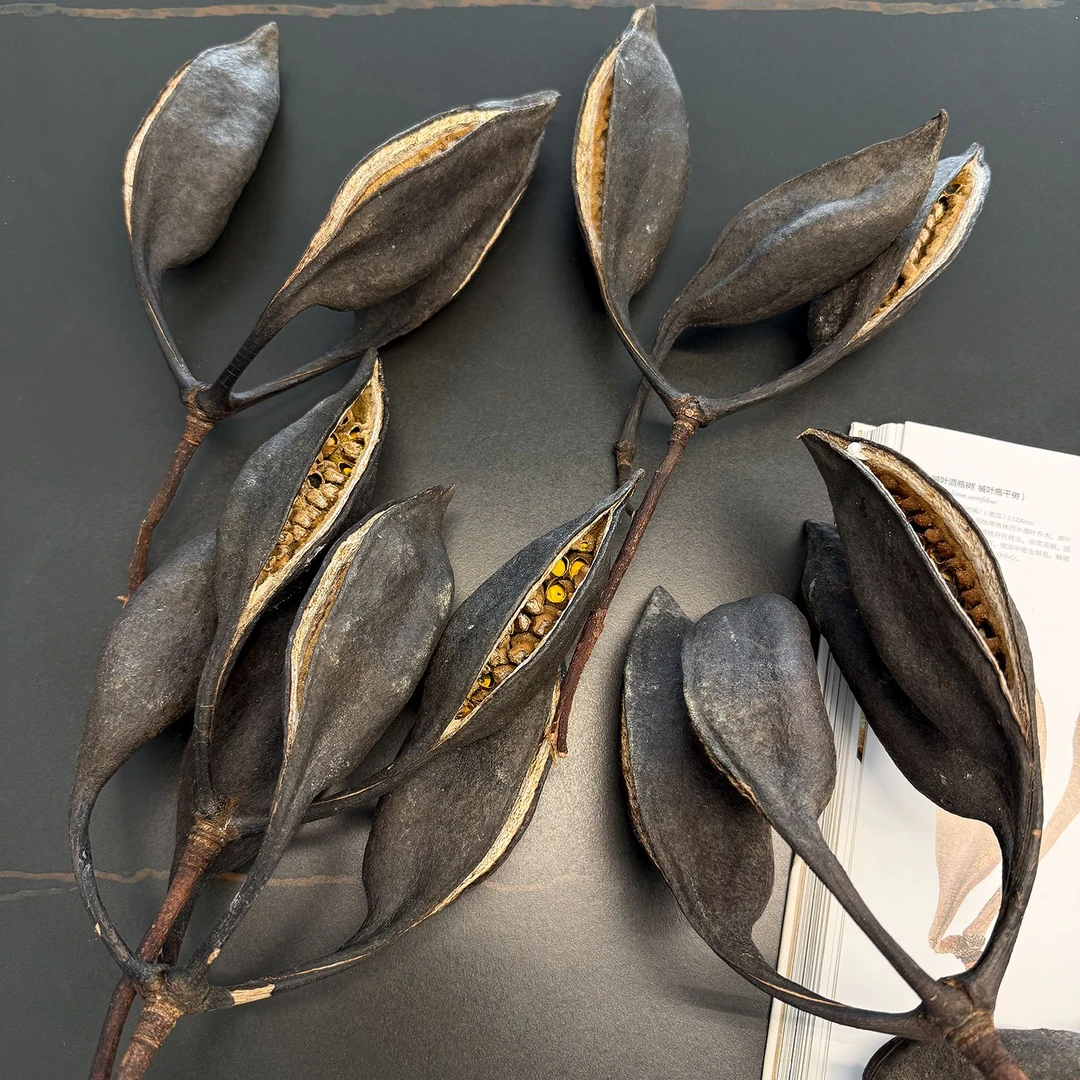 果壳天然植物果荚槭叶酒瓶树种子干花家居摆件永生花配饰摄影道具