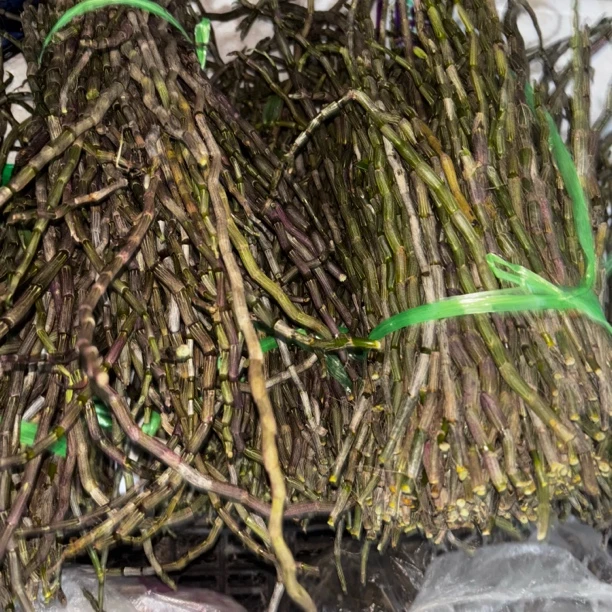 真实惠—铁皮石斛鲜条