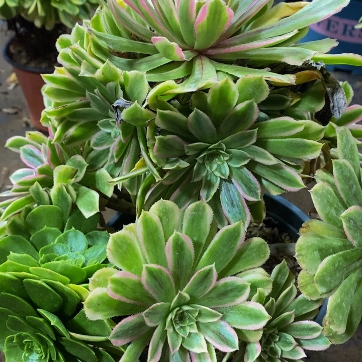 糖果粉黛一颗多肉植物