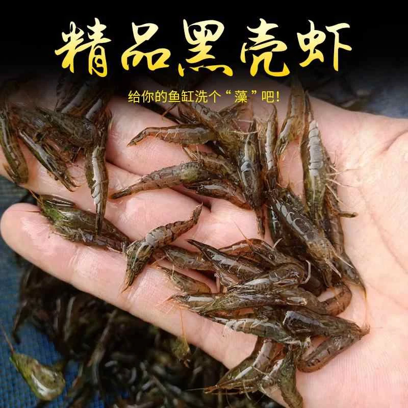 黑壳虾除藻清洁观赏虾活体饲料淡水草鱼缸造景观赏米虾